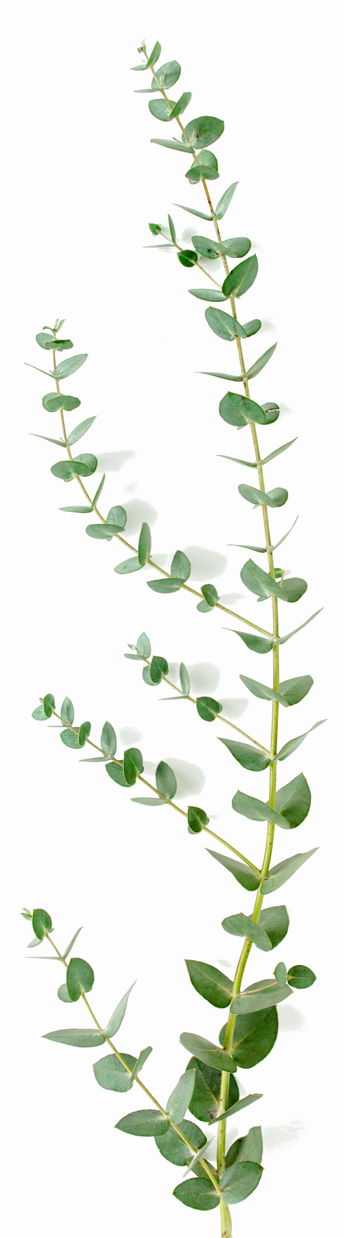 Branche d'eucalyptus